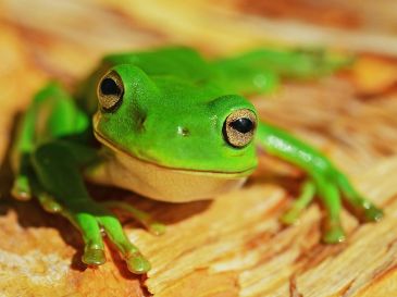 Según datos de Inabio, Ecuador es uno de los 20 países más biodiversos del mundo. UNSPLASH / D. CLODE