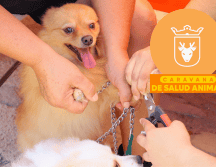 Vacunar a una mascota no solo mejora su calidad de vida, sino que también te permite disfrutar de su compañía por mucho más tiempo. ESPECIAL/ Protección Animal Zapopan