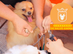 Vacunar a una mascota no solo mejora su calidad de vida, sino que también te permite disfrutar de su compañía por mucho más tiempo. ESPECIAL/ Protección Animal Zapopan