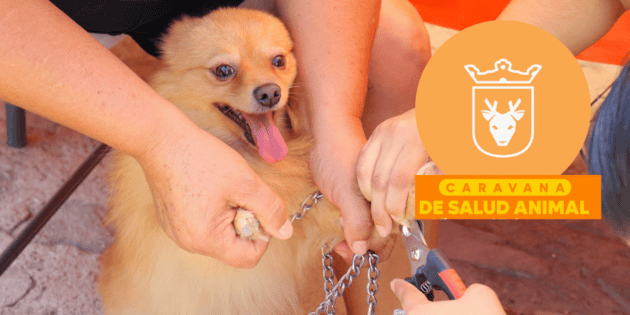 Servicios GRATIS para las mascotas llegar&aacute;n a la colonia Colinas de los Robles