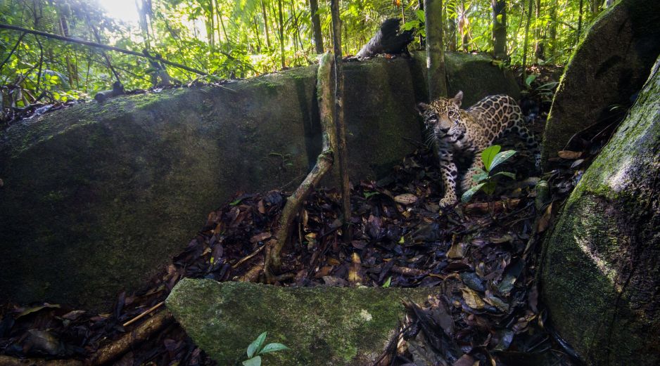 Con la presencia del jaguar en este estado mexicano se completó el sexteto de felinos presentes en el país. EFE/ARCHIVO