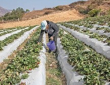 Los precios de la urea, componente principal de los fertilizantes, están cerca de verse impactados por la guerra. SUN/ARCHIVO