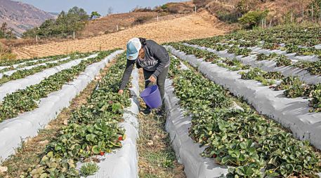 Los precios de la urea, componente principal de los fertilizantes, están cerca de verse impactados por la guerra. SUN/ARCHIVO