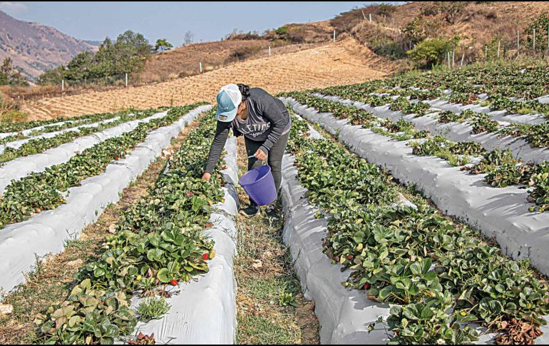 Los precios de la urea, componente principal de los fertilizantes, están cerca de verse impactados por la guerra. SUN/ARCHIVO