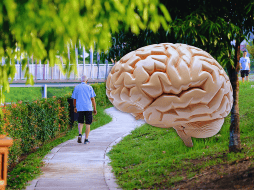 Para lograr beneficios positivos en la salud de nuestro cerebro, debemos caminar unos 30 minutos por día, tres veces cada semana. ESPECIAL / CANVA