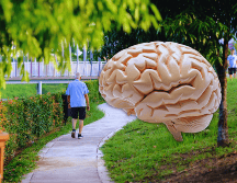 Para lograr beneficios positivos en la salud de nuestro cerebro, debemos caminar unos 30 minutos por día, tres veces cada semana. ESPECIAL / CANVA