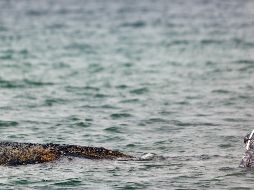 Expertos del ITAW están implicados con las autoridades en las operaciones de rescate. EFE/S. Sudheimer