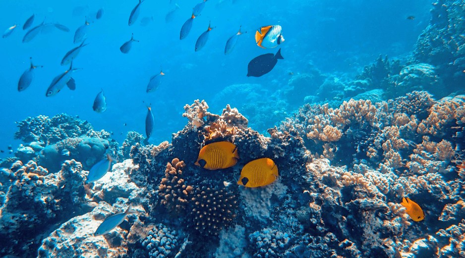 En la cuenca del Amazonas se han registrado dos mil 406 especies de peces de agua dulce, de las cuales mil 43 son endémicas. CANVA