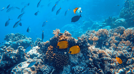 En la cuenca del Amazonas se han registrado dos mil 406 especies de peces de agua dulce, de las cuales mil 43 son endémicas. CANVA