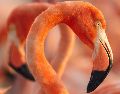 "Flamingos: La vida después del meteorito" ya se encuentra en la cartelera de cine tapatía. ESPECIAL/PIMIENTA FILMS.