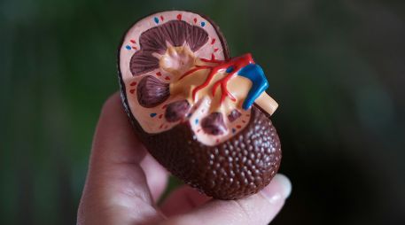 Las personas mayores de 50 años con antecedentes familiares de enfermedad renal son más propensas en padecerlo. UNSPLASH / R. WEERMEIJER