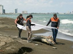 Tras el derrame de hidrocarburos se han retirado más de 430 toneladas de contaminantes y se han atendido más de 200 kilómetros de litoral afectado en estados como Veracruz y Tabasco. AFP