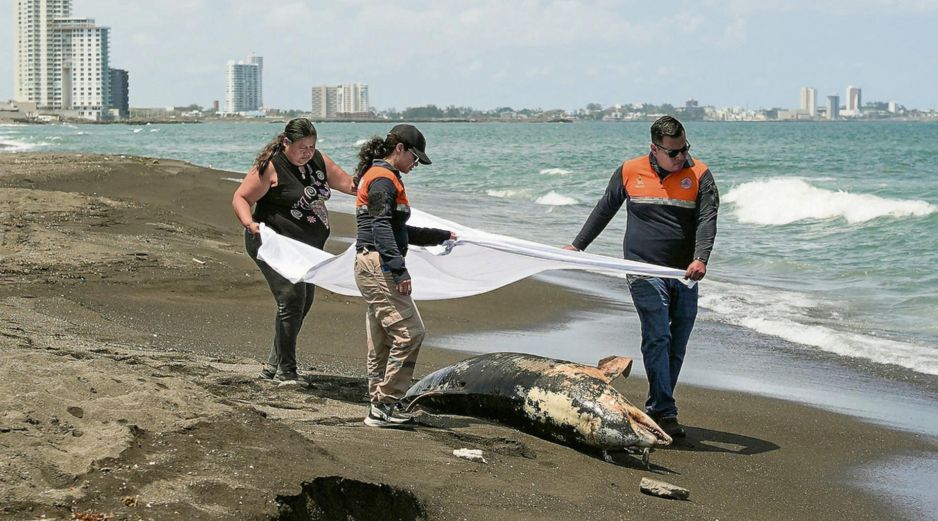 Tras el derrame de hidrocarburos se han retirado más de 430 toneladas de contaminantes y se han atendido más de 200 kilómetros de litoral afectado en estados como Veracruz y Tabasco. AFP