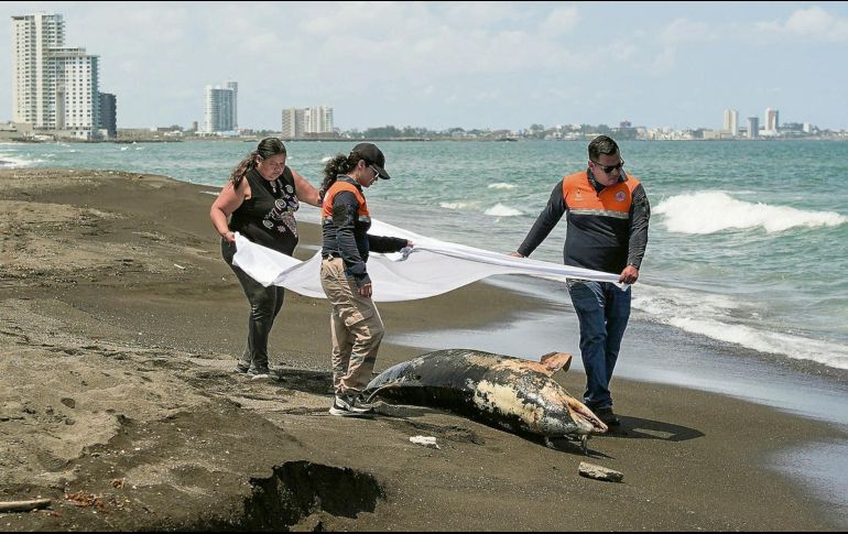 Tras el derrame de hidrocarburos se han retirado más de 430 toneladas de contaminantes y se han atendido más de 200 kilómetros de litoral afectado en estados como Veracruz y Tabasco. AFP
