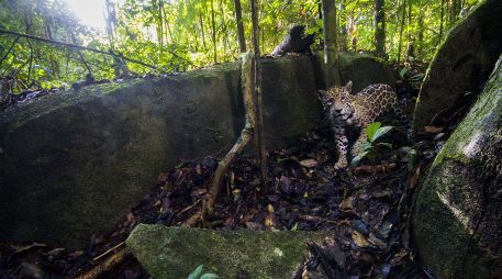 Con la presencia del jaguar en este estado mexicano se completó el sexteto de felinos presentes en el país. EFE/ARCHIVO