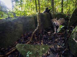 Con la presencia del jaguar en este estado mexicano se completó el sexteto de felinos presentes en el país. EFE/ARCHIVO