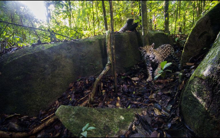 Con la presencia del jaguar en este estado mexicano se completó el sexteto de felinos presentes en el país. EFE/ARCHIVO
