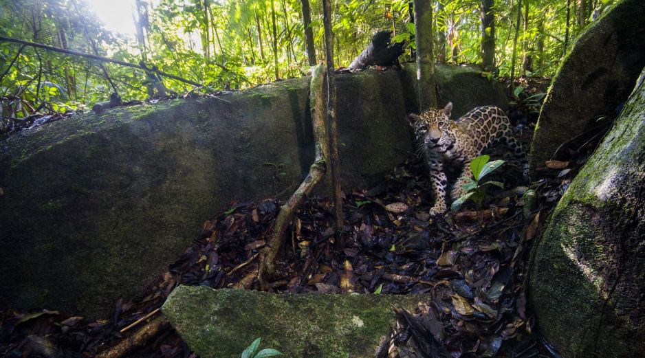 Con la presencia del jaguar en este estado mexicano se completó el sexteto de felinos presentes en el país. EFE/ARCHIVO