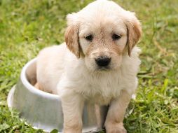 Un buen consejo es evitar que tu perrito o gato esté al aire libre durante la contingencia. ESPECIAL/PIXABAY