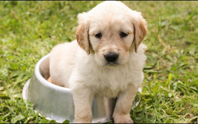 Un buen consejo es evitar que tu perrito o gato esté al aire libre durante la contingencia. ESPECIAL/PIXABAY