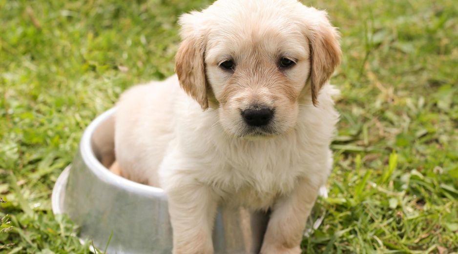 Un buen consejo es evitar que tu perrito o gato esté al aire libre durante la contingencia. ESPECIAL/PIXABAY