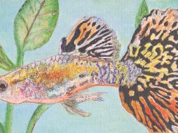 Los guppy fueron distribuidos como combate contra las plagas de mosquitos y liberados tras ser mascotas, ahora han colonizando miles de cuerpos de agua en más de 70 países. CORTESÍA/Víctor Hugo Rubio Gutiérrez