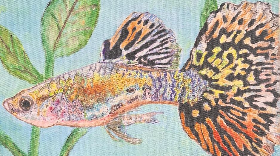 Los guppy fueron distribuidos como combate contra las plagas de mosquitos y liberados tras ser mascotas, ahora han colonizando miles de cuerpos de agua en más de 70 países. CORTESÍA/Víctor Hugo Rubio Gutiérrez