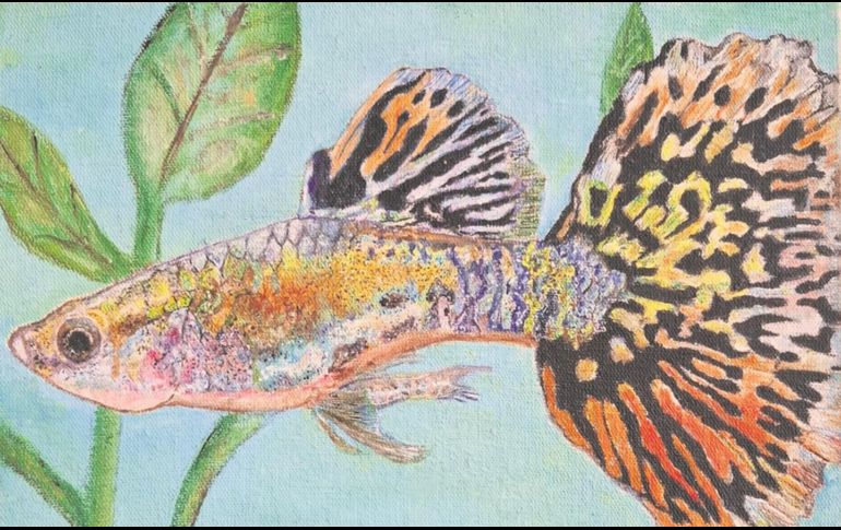 Los guppy fueron distribuidos como combate contra las plagas de mosquitos y liberados tras ser mascotas, ahora han colonizando miles de cuerpos de agua en más de 70 países. CORTESÍA/Víctor Hugo Rubio Gutiérrez