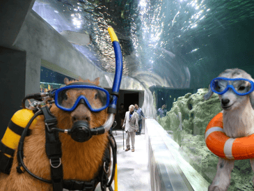 La ubicación del Acuario Michin Guadalajara es: Calle Mariano Bárcena 990, Zona Centro, 44260. ESPECIAL/ EL INFORMADOR/ ARCHIVO/ Unsplash