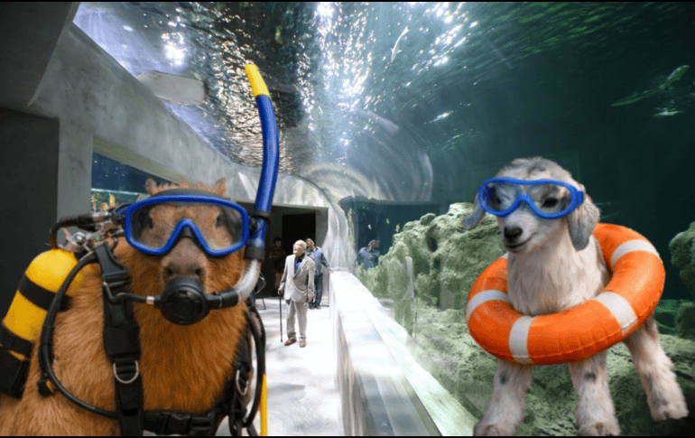 La ubicación del Acuario Michin Guadalajara es: Calle Mariano Bárcena 990, Zona Centro, 44260. ESPECIAL/ EL INFORMADOR/ ARCHIVO/ Unsplash