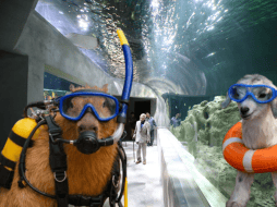 La ubicación del Acuario Michin Guadalajara es: Calle Mariano Bárcena 990, Zona Centro, 44260. ESPECIAL/ EL INFORMADOR/ ARCHIVO/ Unsplash
