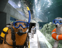 La ubicación del Acuario Michin Guadalajara es: Calle Mariano Bárcena 990, Zona Centro, 44260. ESPECIAL/ EL INFORMADOR/ ARCHIVO/ Unsplash