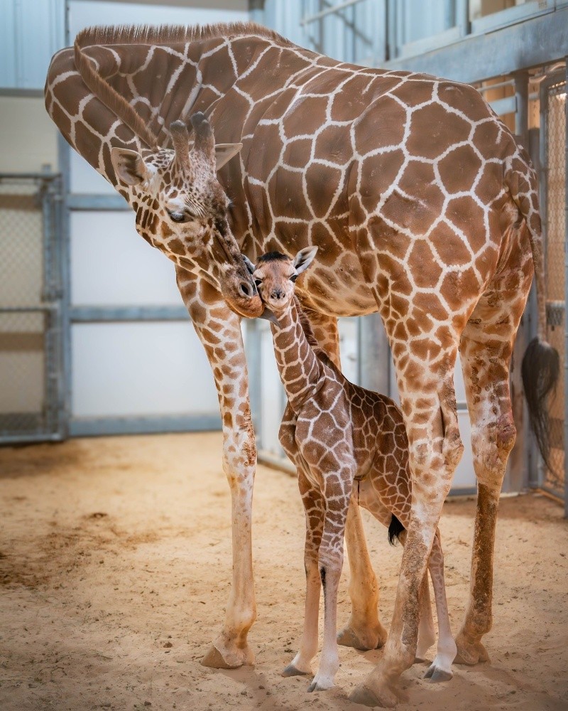 ESPECIAL/ Facebook/ The Toledo Zoo &nbsp;