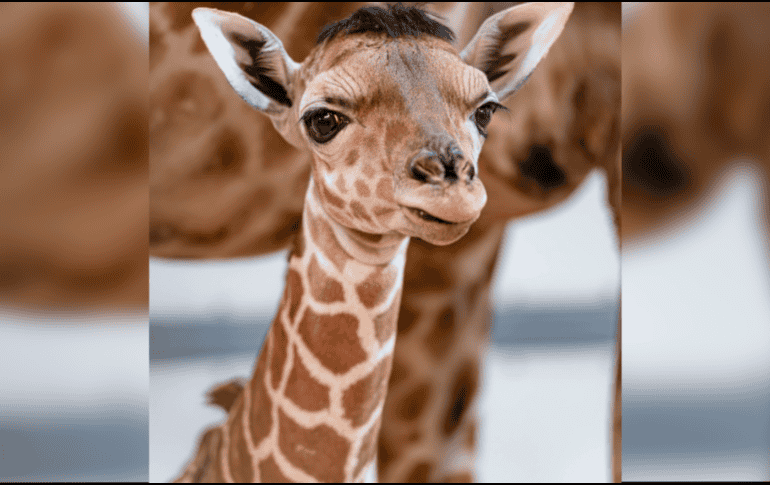 El pequeño nació el pasado 17 de enero en el Toledo Zoo & Aquarium en Estados Unidos. ESPECIAL/ Facebook/ The Toledo Zoo