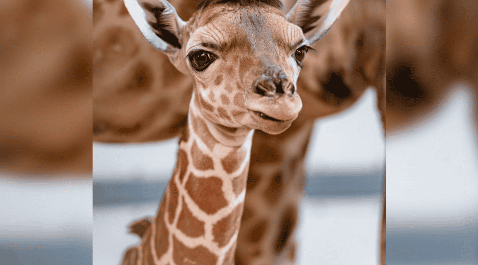 El pequeño nació el pasado 17 de enero en el Toledo Zoo & Aquarium en Estados Unidos. ESPECIAL/ Facebook/ The Toledo Zoo