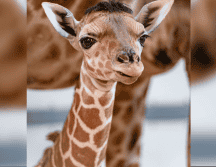 El pequeño nació el pasado 17 de enero en el Toledo Zoo & Aquarium en Estados Unidos. ESPECIAL/ Facebook/ The Toledo Zoo