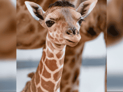 El pequeño nació el pasado 17 de enero en el Toledo Zoo & Aquarium en Estados Unidos. ESPECIAL/ Facebook/ The Toledo Zoo