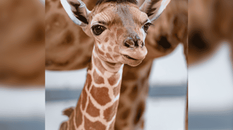 El pequeño nació el pasado 17 de enero en el Toledo Zoo & Aquarium en Estados Unidos. ESPECIAL/ Facebook/ The Toledo Zoo