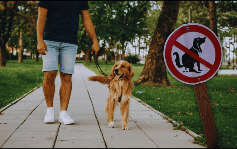 No recoger las heces de perros está dentro de los comportamientos más tóxicos de los mexicanos. ESPECIAL / CANVA