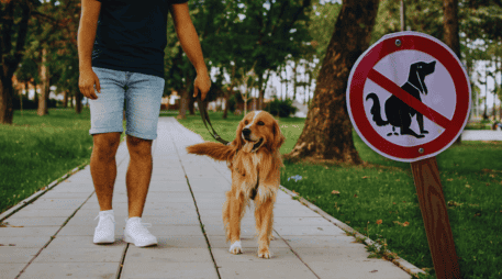 No recoger las heces de perros está dentro de los comportamientos más tóxicos de los mexicanos. ESPECIAL / CANVA