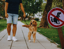 No recoger las heces de perros está dentro de los comportamientos más tóxicos de los mexicanos. ESPECIAL / CANVA