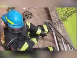 Perro rescatado por Bomberos de Guadalajara en canal de colonia Nueva Patria. ESPECIAL / FACEBOOK Protección Civil y Bomberos GDL