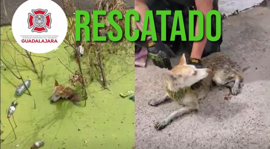 Con este tipo de acciones, Protección Civil y Bomberos de Guadalajara refrenda su interés de salvaguardar todas las vidas del municipio. ESPECIAL / FACEBOOK Protección Civil y Bomberos GDL