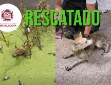 Con este tipo de acciones, Protección Civil y Bomberos de Guadalajara refrenda su interés de salvaguardar todas las vidas del municipio. ESPECIAL / FACEBOOK Protección Civil y Bomberos GDL