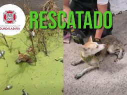 Con este tipo de acciones, Protección Civil y Bomberos de Guadalajara refrenda su interés de salvaguardar todas las vidas del municipio. ESPECIAL / FACEBOOK Protección Civil y Bomberos GDL