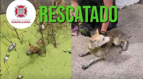 Con este tipo de acciones, Protección Civil y Bomberos de Guadalajara refrenda su interés de salvaguardar todas las vidas del municipio. ESPECIAL / FACEBOOK Protección Civil y Bomberos GDL