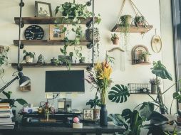 La transpiración de las plantas puede ayudar a equilibrar el microclima de una habitación. UNSPLASH / I. MANI