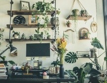 La transpiración de las plantas puede ayudar a equilibrar el microclima de una habitación. UNSPLASH / I. MANI