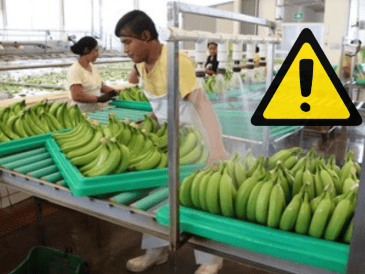 Las problemáticas colocan al sector platanero del sur del país en una situación de crisis devastadora que amenaza con escalar, según denuncian productores locales de Tabasco y Chiapas. GOBIERNO DE MÉXICO