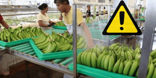 Contrabando de pl&aacute;tano afecta a productores en M&eacute;xico